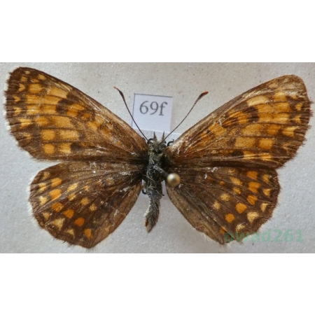 Melitaea athalia (Rottemburg, 1775) Przeplatka atalia Greece69f